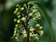 Shefflera arboricola