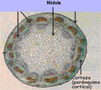 medula