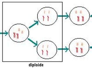 diploide