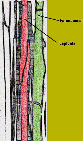 leptoide