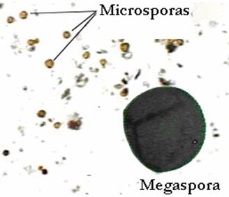 meiospora