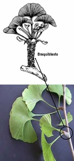 braquiblasto