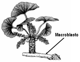 macroblasto