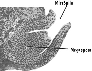 micropilo