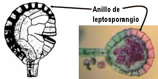 anillo de leptosporangio