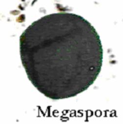 megaspora