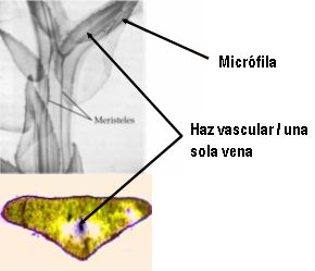 microfila