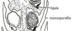 microsporofila